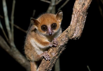 El lémur ratón es una especie que se encuentra amenazada por la pérdida de su hábitat