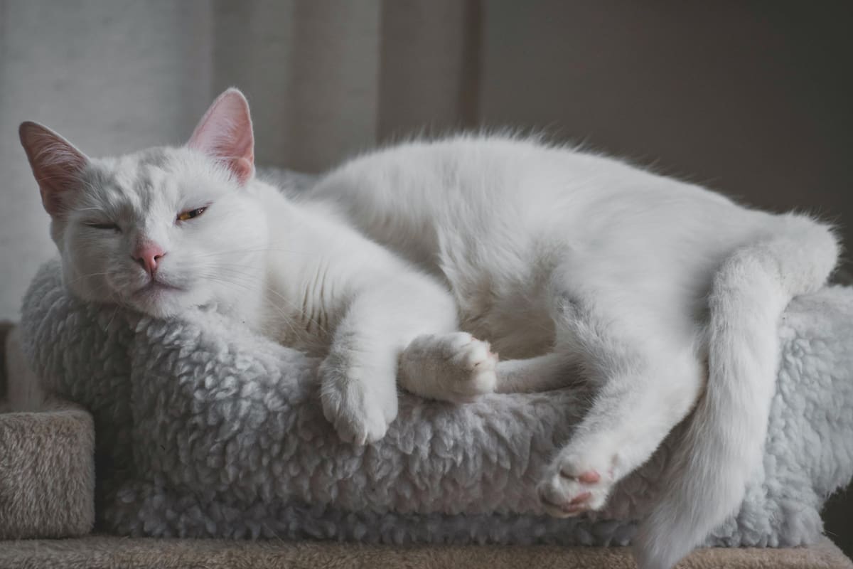 El lenguaje corporal de los gatos está lleno de matices y señales sutiles que pueden dejar a cualquiera muy confundido