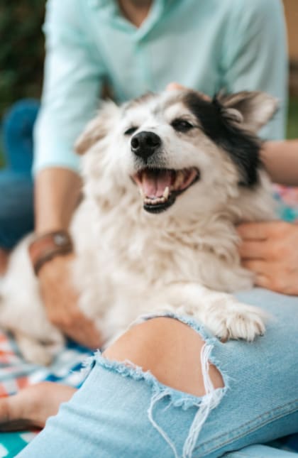 El lenguaje corporal puede revelar si un perro se siente cómodo o incómodo al socializar (Foto: Freepik)