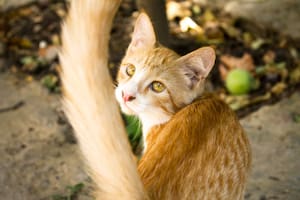El lenguaje de la cola de un gato puede variar según la posición, la velocidad y la forma en que se está moviendo