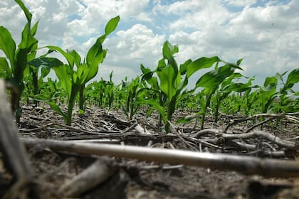 El lento progreso de la siembra de maíz en EE.UU. es un factor alcista para los precios del cereal