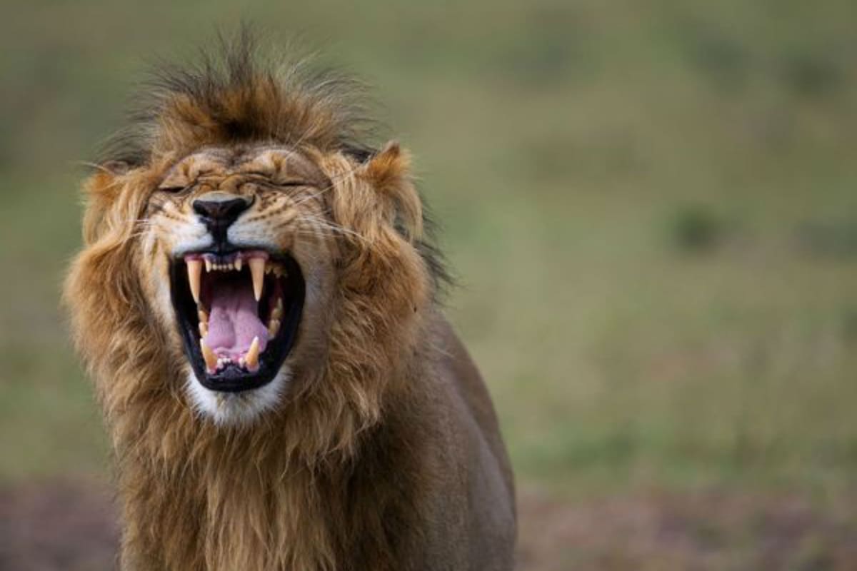 El león atacó al hombre hasta que fue atropellado. Fuente: Getty Images