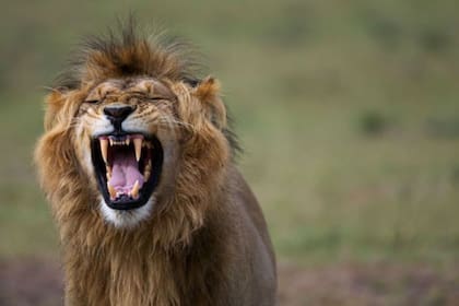 El león atacó al hombre hasta que fue atropellado. Fuente: Getty Images