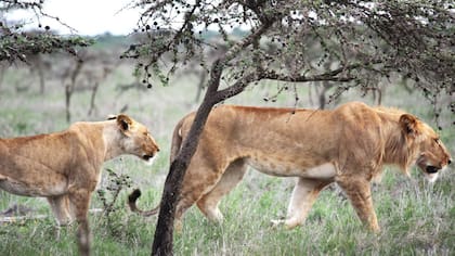 El león en África Oriental