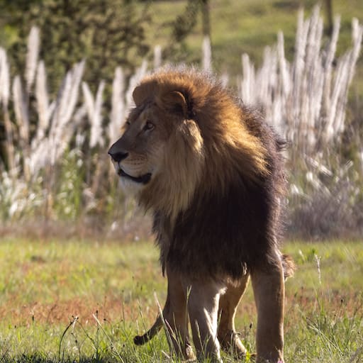 El león Joe en Lionsrock, Sudáfrica