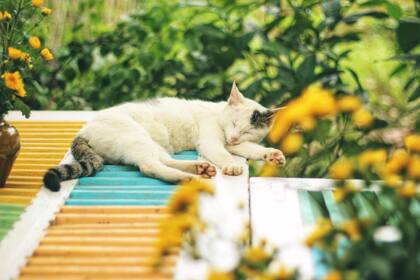 El letargo, la debilidad y el mareo son algunas de las señales de que un gato sufre un golpe de calor