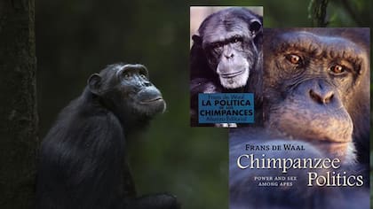 El libro "La política de los chimpancés", de Frans de Waal ayudó a popularizar el mito del macho alfa
