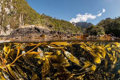 El límite entre la tierra y el mar, allí donde la roca queda cubierta por el mar en marea alta y descubierta en marea baja, recibe el nombre de zona intermareal