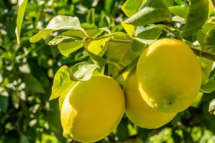 El limón cuenta con varios componentes desinfectantes