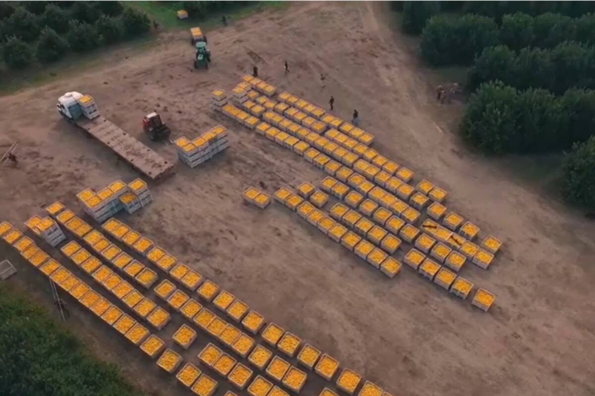 El limón es una de las economías regionales más dinámicas del país