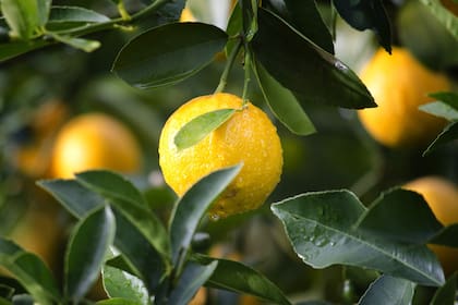 El limón, gran aliado de los riñones (Foto: Pixabay)