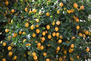 El limonero es un árbol floral que necesita varios nutrientes para florecer con fuerza
