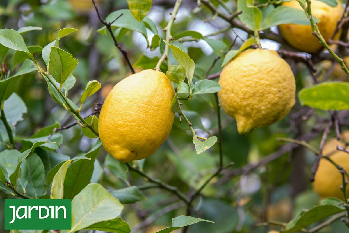 El limonero es un frutal infaltable