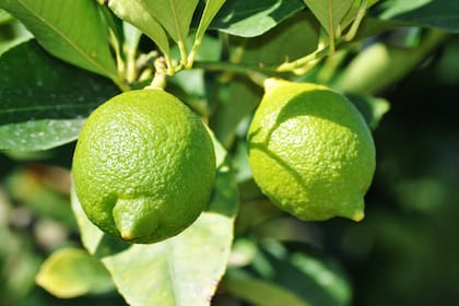 El limonero es una elección muy popular para quienes desean cultivar árboles frutales en su huerta casera