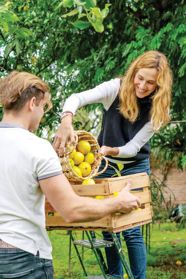 El limonero prospera en casi todas las huertas donde no hay heladas o donde las heladas son breves y poco intensas.