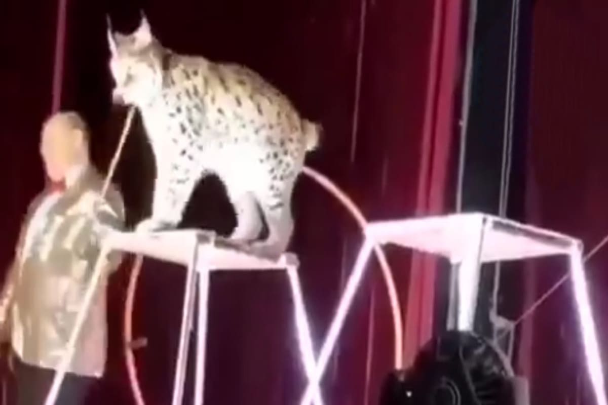 El lince golpeó a su adiestrador