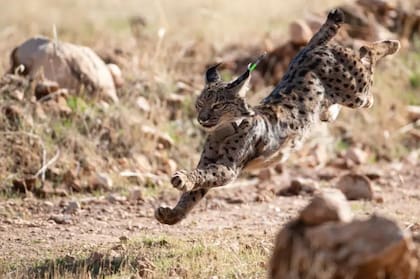 El lince ibérico habita en 14 localidades