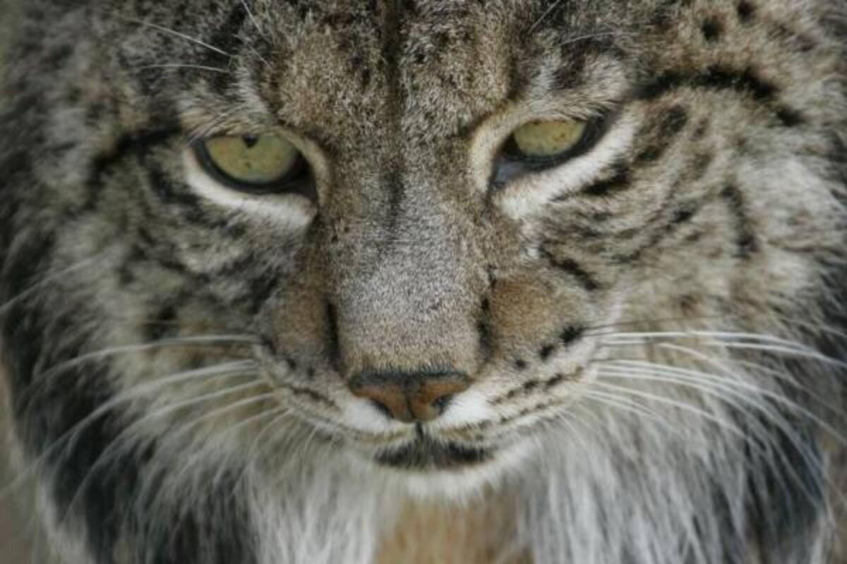 El lince ibérico (Lynx pardinus), originario de España y Portugal, es el felino más amenazado del mundo, pero gracias a los esfuerzos de las dos naciones ahora pasó de 62 a 2021 individuos, y con esto evitó la extinción