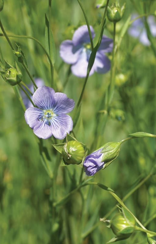 El lino (Linum usitatissimum) es una planta cuyas semillas tienen alto contenido oleaginoso útil para fabricar aceite que sirve como combustible.