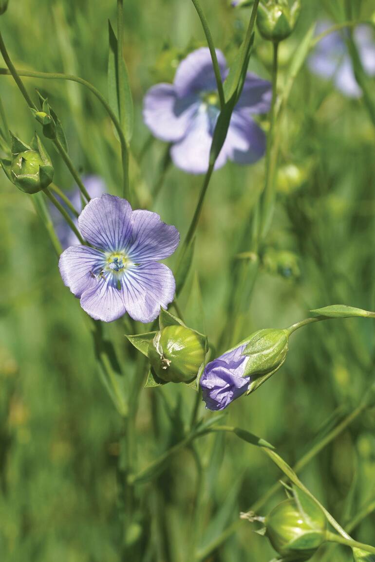 El lino (Linum usitatissimum) es una planta cuyas semillas tienen alto contenido oleaginoso útil para fabricar aceite que sirve como combustible.
