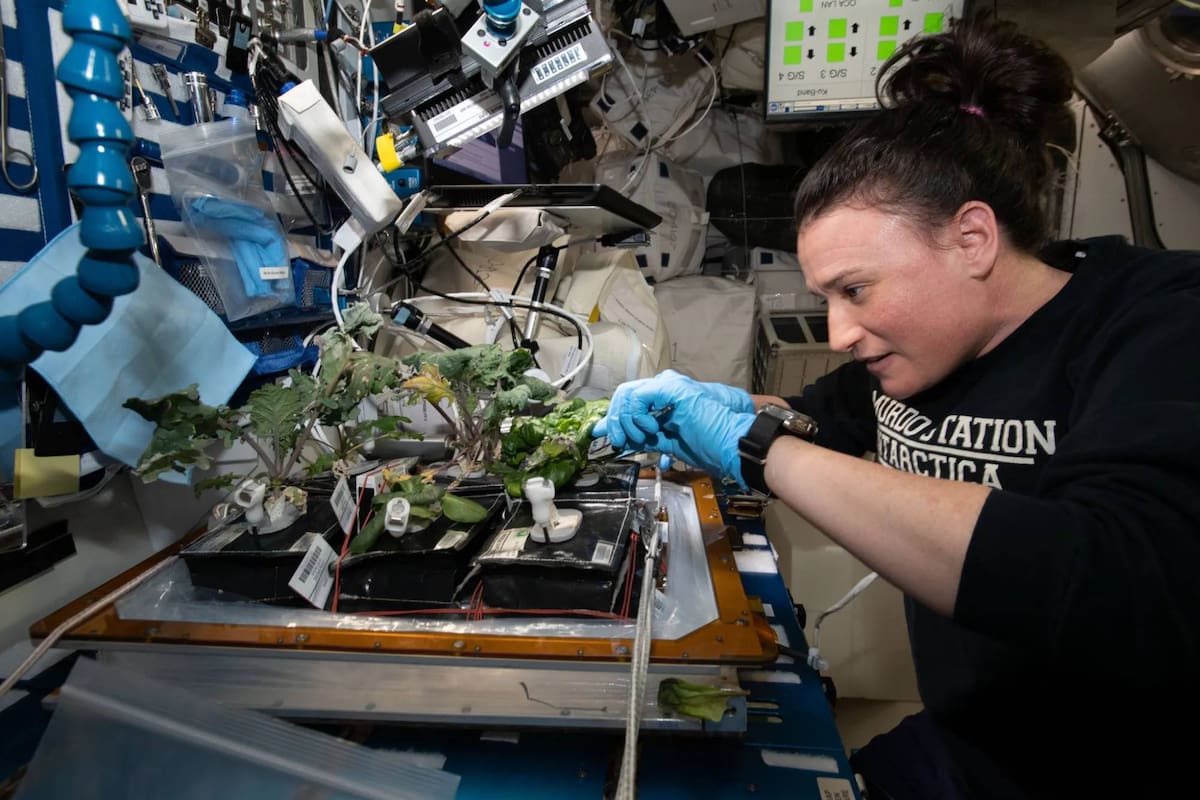 El listado de plantas que elaboró la agencia, con sus propiedades, aplica para cualquier tipo de interior (Nasa)