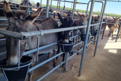 El litro de leche de burra cuesta entre US$10 y US$15 en el mundo y US$10 a nivel local