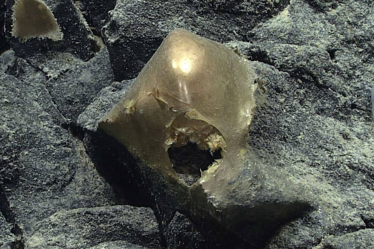 El llamado "huevo de oro" fue hallado en las profundidades del Golfo de Alaska, en las inmediaciones de un volcán submarino