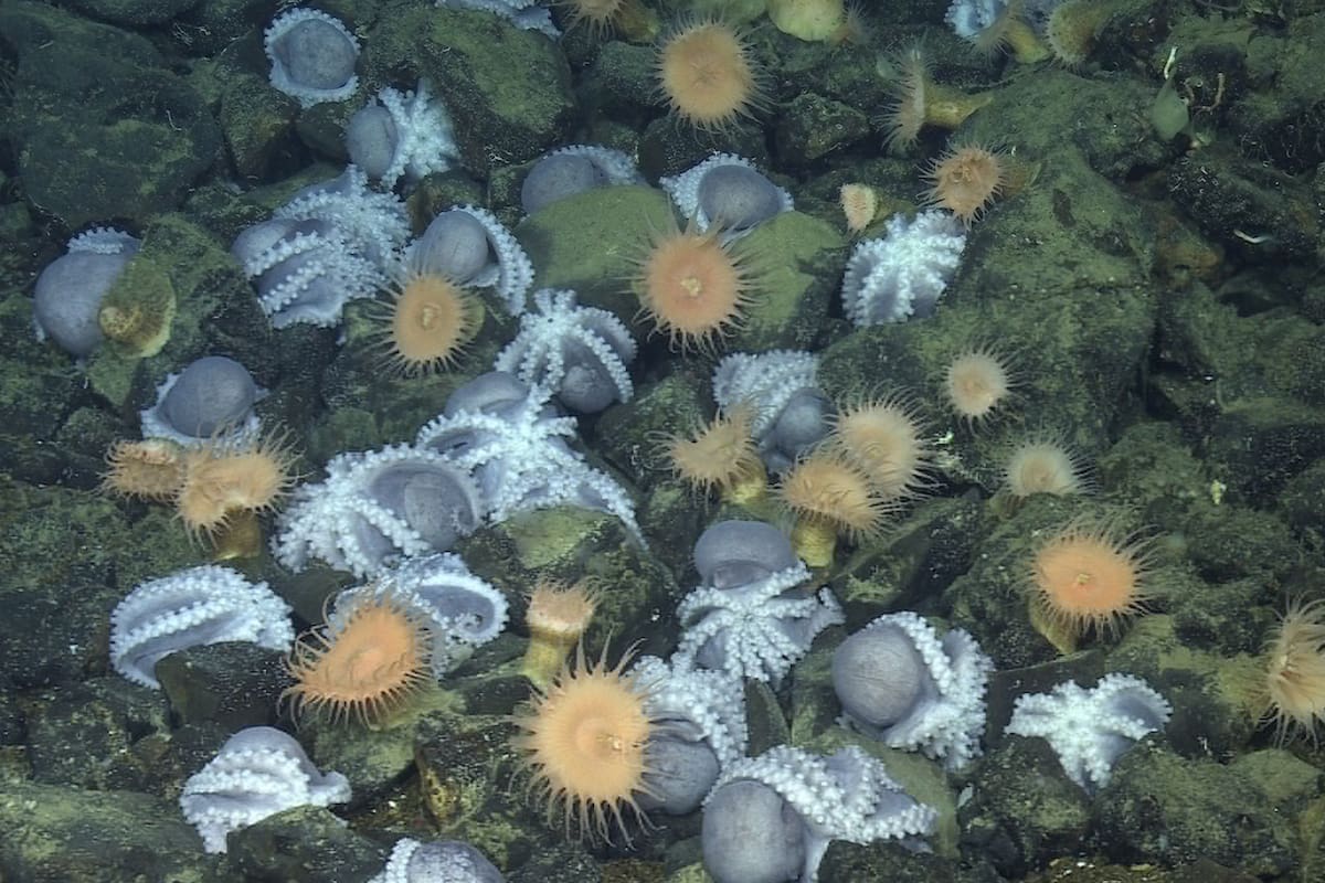 El llamado "jardín de pulpos" fue descubierto en 2018, pero las investigaciones de los científicos se prolongaron por años