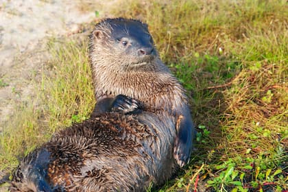 El Lobito de río es una especie protegida en el parque.