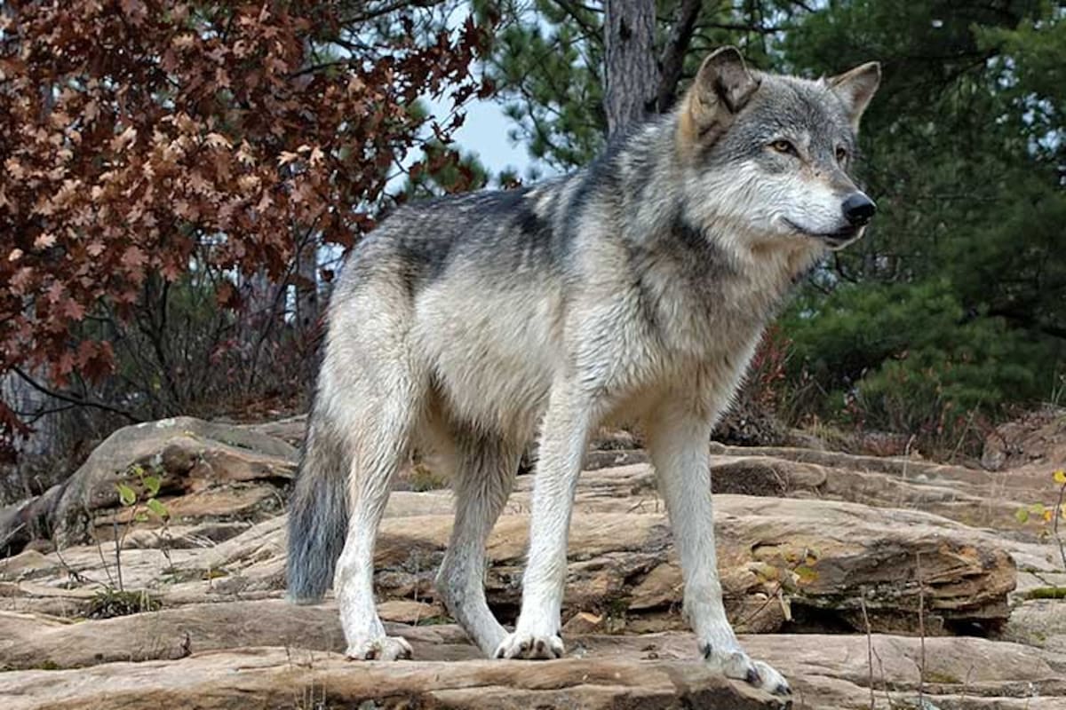 El lobo gris atemoriza a la población californiana