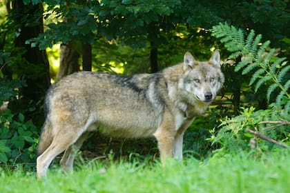 El lobo gris es una especie en peligro de extinción y protegida en México y en Estados Unidos (Pexels/Pixabay)