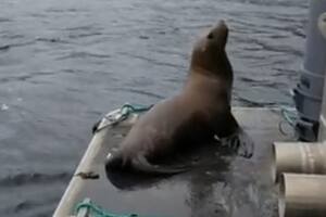 El lobo marino buscó resguardo en el bote de una mujer para escapar de un grupo de orcas