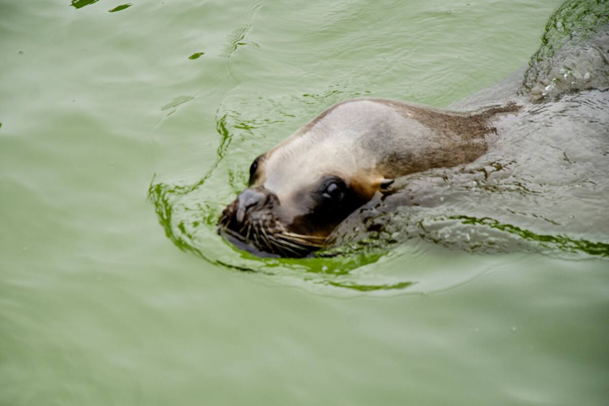 El lobo marino Cairo fue rescatado con una infección y permanece en el predio