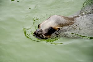 El lobo marino Cairo fue rescatado con una infección y permanece en el predio