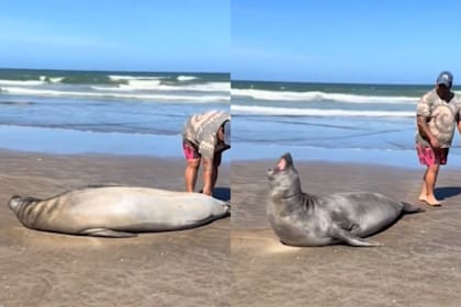 El lobo marino que apareció en la costa de La Lucila del Mar.