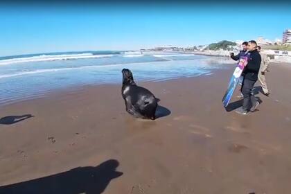 El lobo marino que fue rescatado es uno de los animales que está en la Banquina Chica en el puerto de Mar del Plata