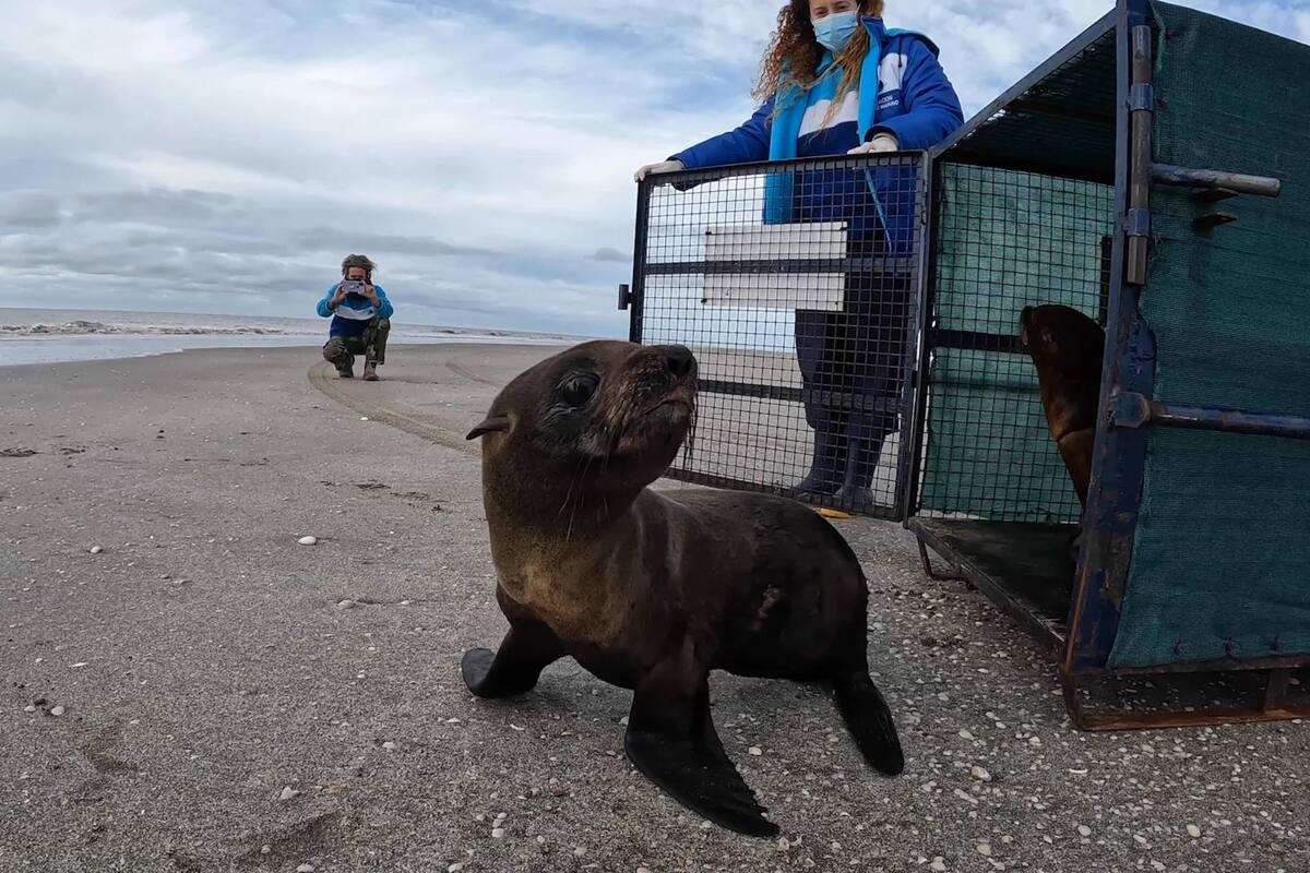 El lobo marino que regresó al mar este martes luego de tres semanas de recuperación