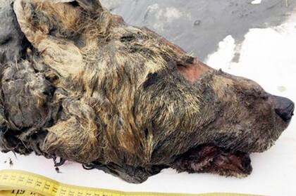 El lobo tenía colmillos más potentes que los de los lobos actuales y cazaba animales grandes como bisontes y caballos