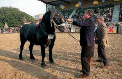 Emiio Bieckert habría introducido en la argentina los caballos percherones