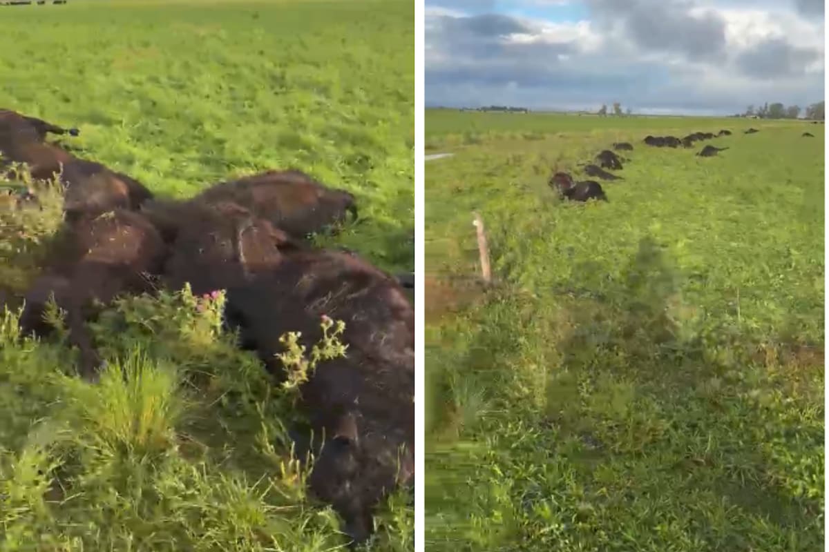 El lote afectado formaba parte de un grupo total de aproximadamente 100 animales de la raza Aberdeen Angus
