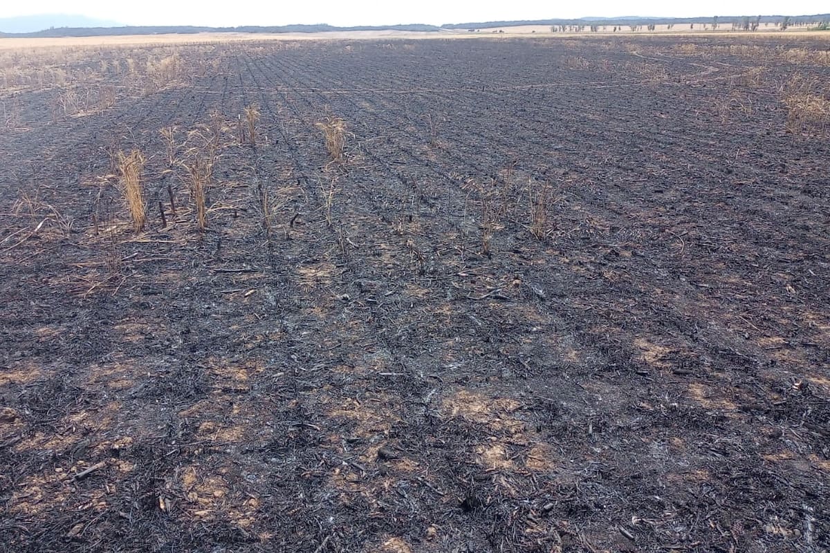 El lote donde estaba el trigo que quemaron