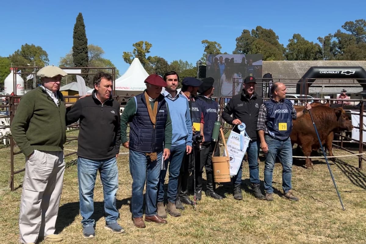 El lote Gran Campeón Macho Puro Controlado fue para la cabaña Moromar de Safico SA