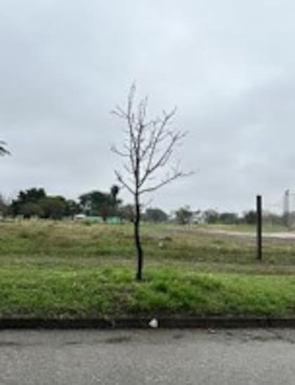 El lote que se subastará, de 1318,33 m², está ubicado en la calle Gervasio Artigas 454, Paraná, Entre Ríos