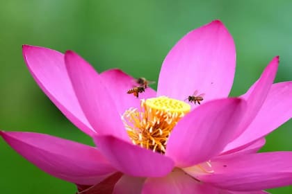 El loto sagrado puede mantener sus flores dentro de un rango de temperatura de alrededor de 30-35 °C durante varios días