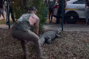 El luchador tomó al reptil por la cola en varias ocasiones, hasta que pudo inmovilizarlo