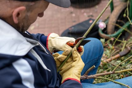 El lugar cuenta con 8000 rosales de 93 especies diferentes. Sus esquejes son recortados con especial cuidado