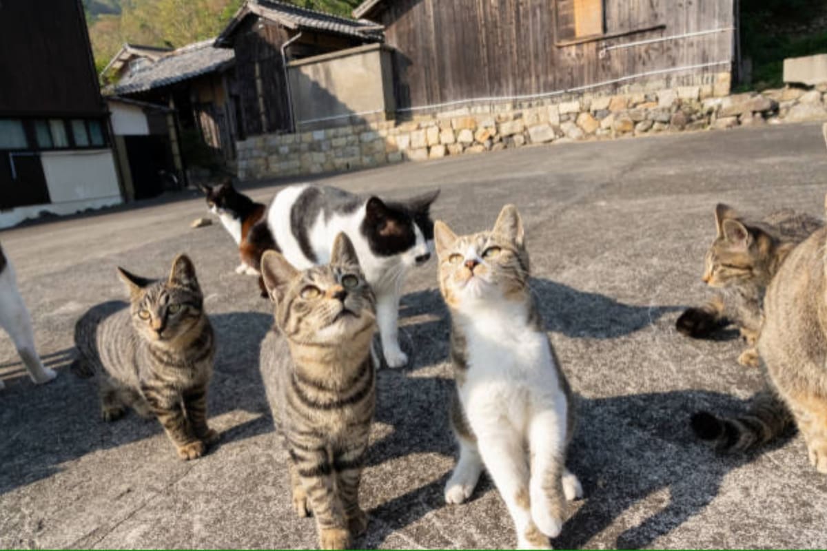 El lugar donde hay más gatos que personas (Foto: iStock)