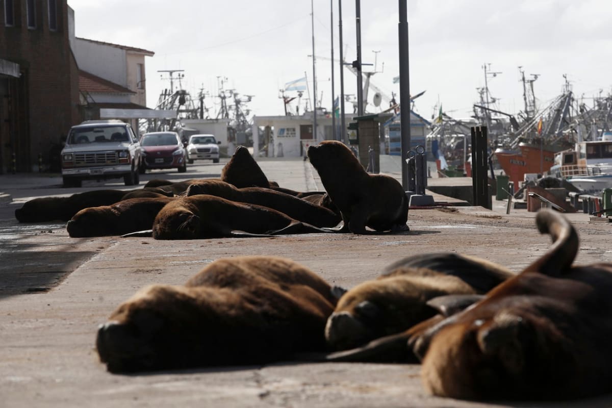 El lugar, habitualmente atestado de visitantes humanos, hoy está desolado y con los animales como dueños de sus calles