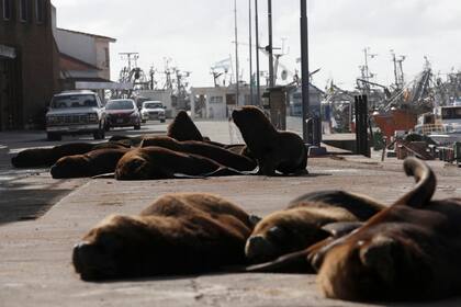 El lugar, habitualmente atestado de visitantes humanos, hoy está desolado y con los animales como dueños de sus calles