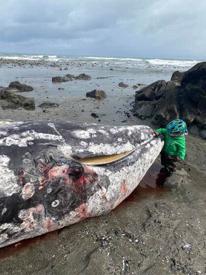 El lugareño le permitió a su hijo explorar el cadáver de la ballena muerta